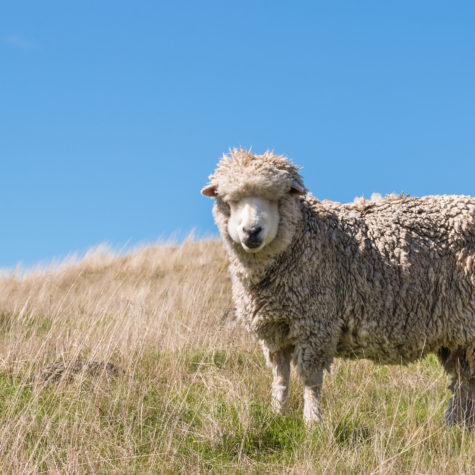 New Zealand merino sheep grazing on grassy hill with copy space